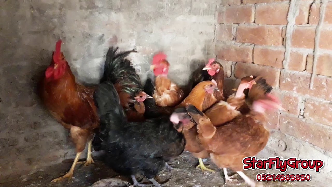 Naked Neck and RIR Farming Pakistan Lahore