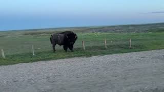 Bison at Grasslands National Park