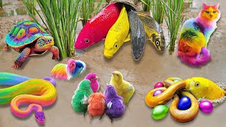 So Amazing..Catching Colorful Betta Fish In The River,Giant Catfish,Ornamental Fish,Koi fish,Eel by Scoopy Toys_ 1,622 views 4 weeks ago 12 minutes, 57 seconds