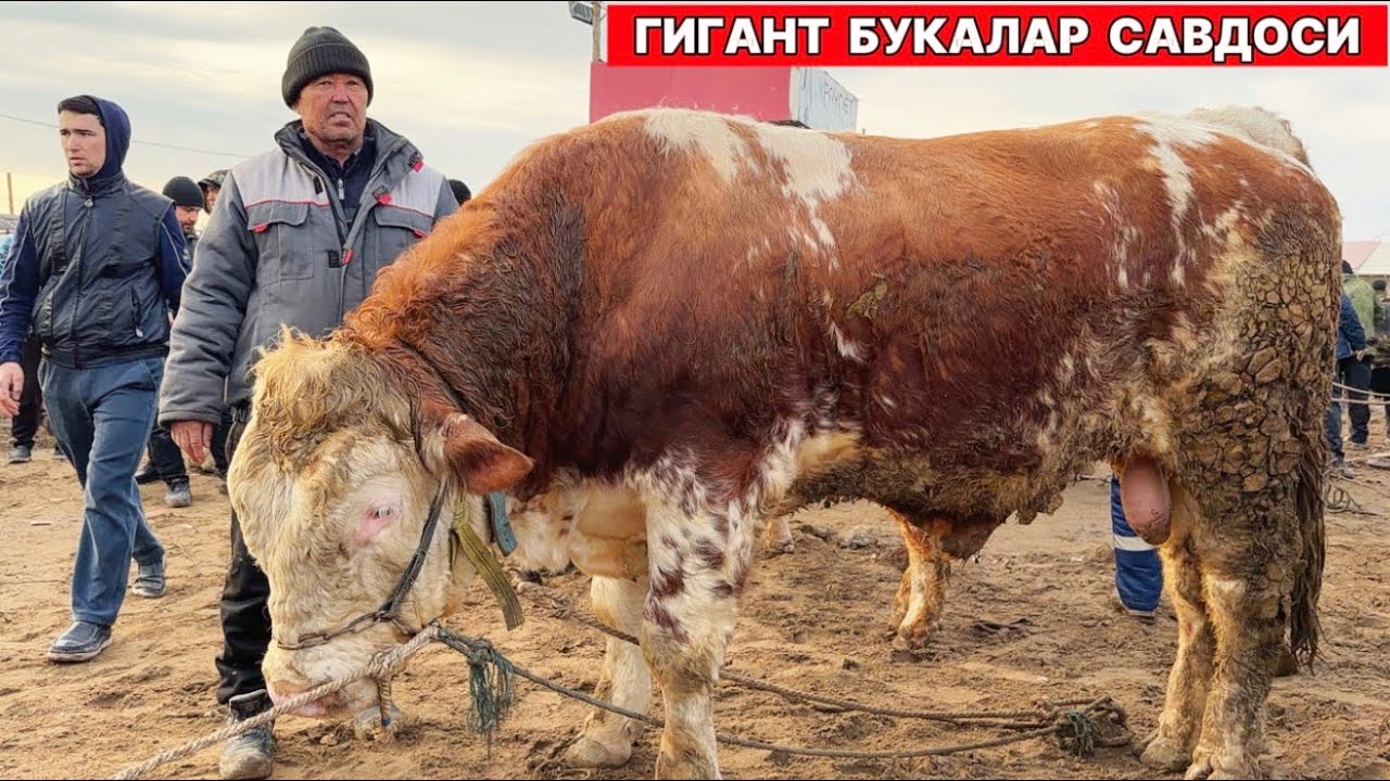 УРГАНЧ МОЛ БОЗОРИ ГИГАНТ БУКАЛАР САВДОСИ 8-МАРТ !!! ХОРАЗМ БОЗОР