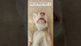 Video pura dekhe 😂 #shorts #dog #funny #funnydog