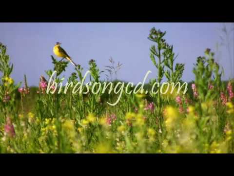 Birdsong-Real Birds Singing Real Songs