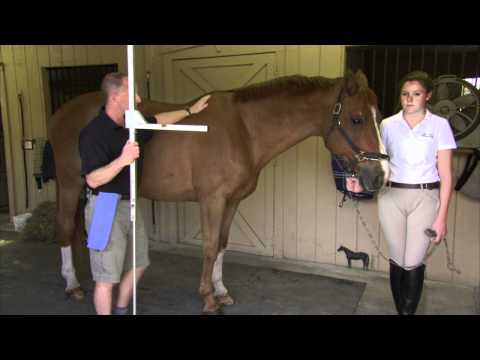 Measuring Your Horse or Pony