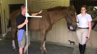 Measuring Your Horse or Pony