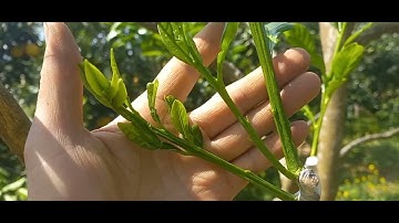 Thành quả sau gần 2 tháng ghép cải tạo từ bưởi diễn sang bưởi da xanh