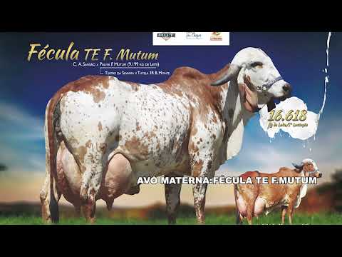 LOTE 31 N8773 FÉCULA TUFF FIV DA PALMA   5939CL