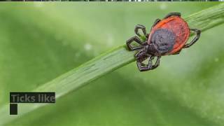 How to Protect Yourself from Ticks