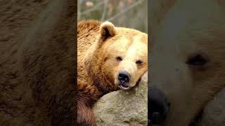 Healing starts with love at Vantara #SafeWildlife #AnantDadaEra #AnantAmbani