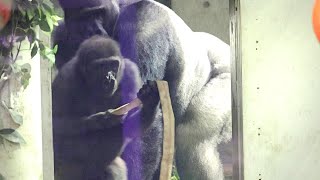 Kintaro caught by his father Momotaro. A desperate counterattack? Date taken: 2024.5.14 by きょうのゴリラ Gorilla today 3,600 views 1 day ago 41 minutes