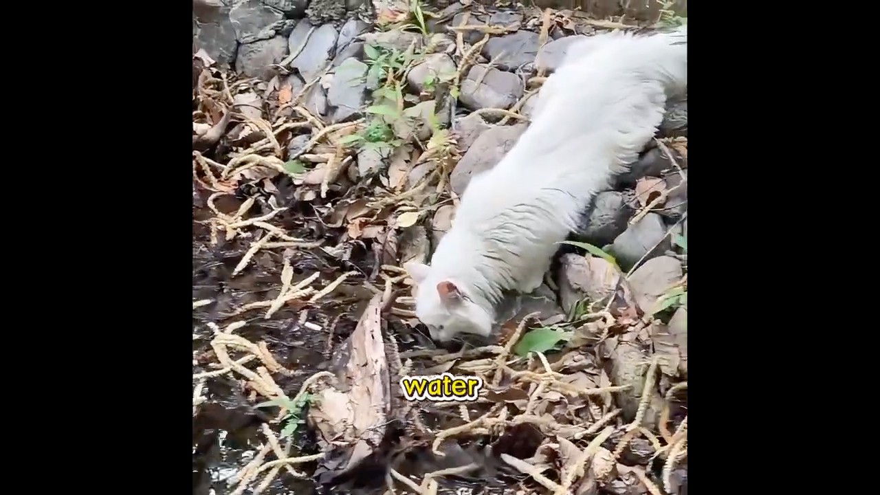 A Woman Built a Drinking Water Site for Stray Cats#funny #pets #shuorts