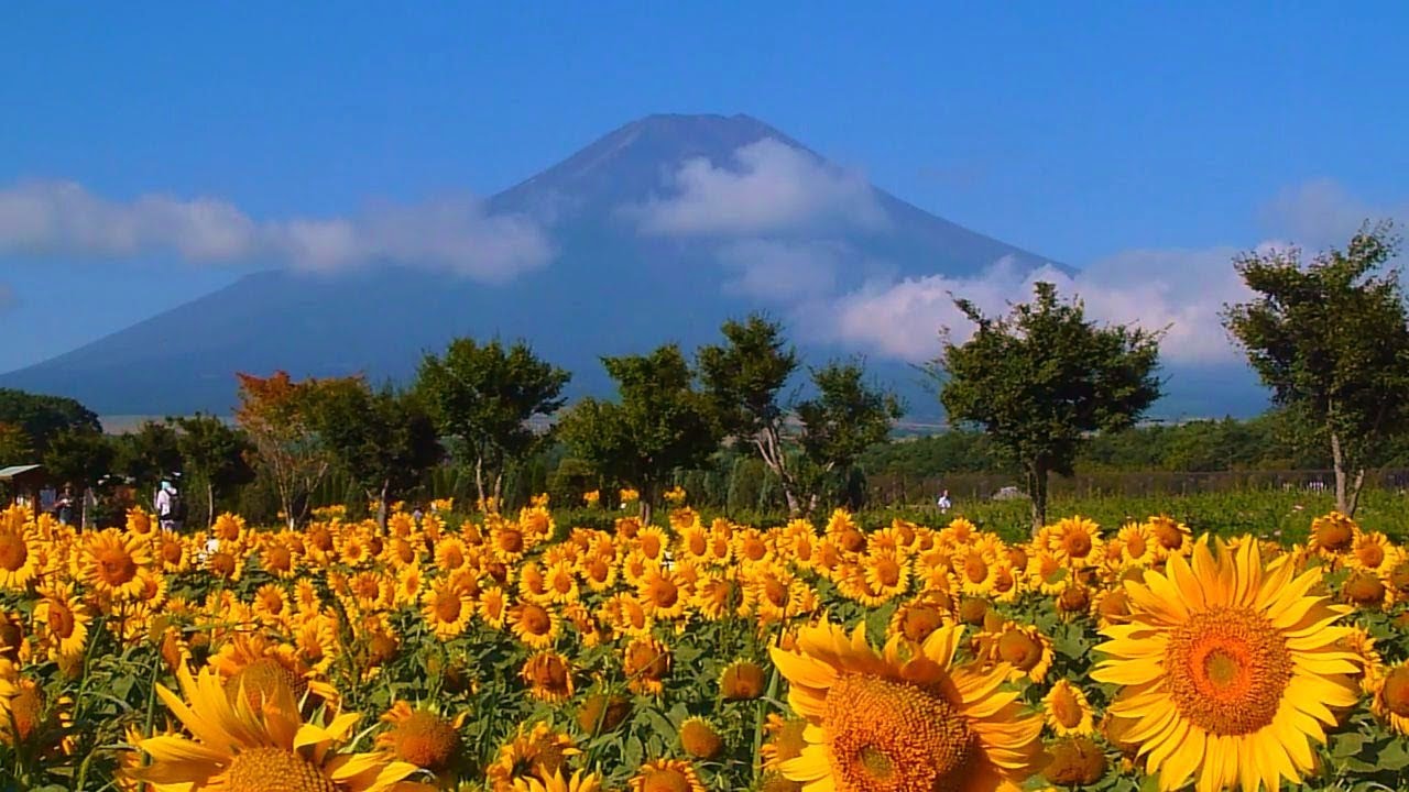 富士山とヒマワリ 百日草 コスモス 山中湖花の都公園 夏 Youtube