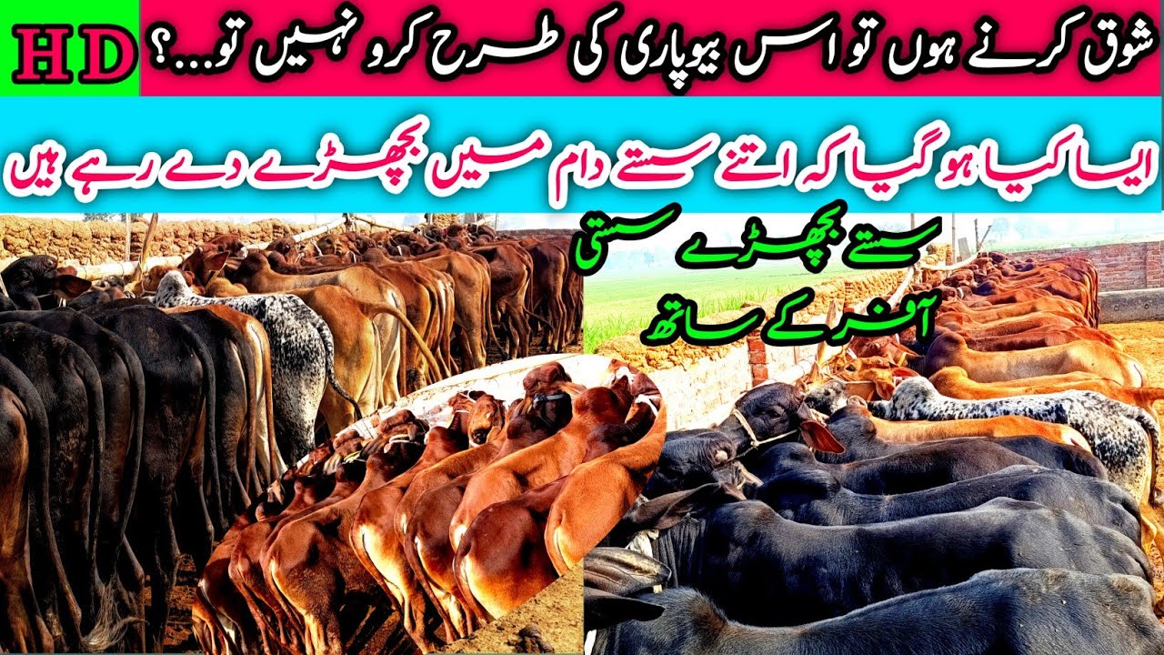 Top Beautiful Bachra Farm in Punjab Pakistan | How To Start Profitable Farming Business ??