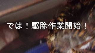 ＃蜂駆除　２階軒下のアシナガ蜂駆除作業！＃アシナガ蜂駆除