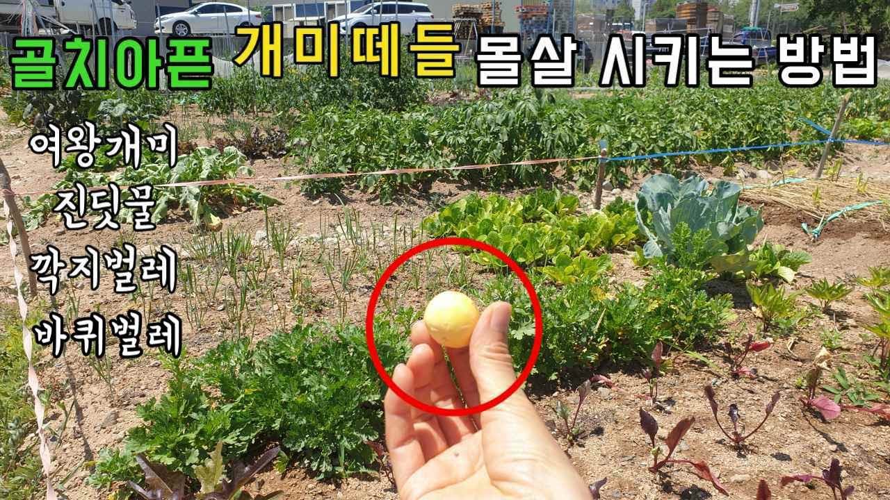 텃밭에 집안에 여왕개미 까지 싹 제거하는 방법/진딧물 바퀴벌레 깍지벌레 까지~~