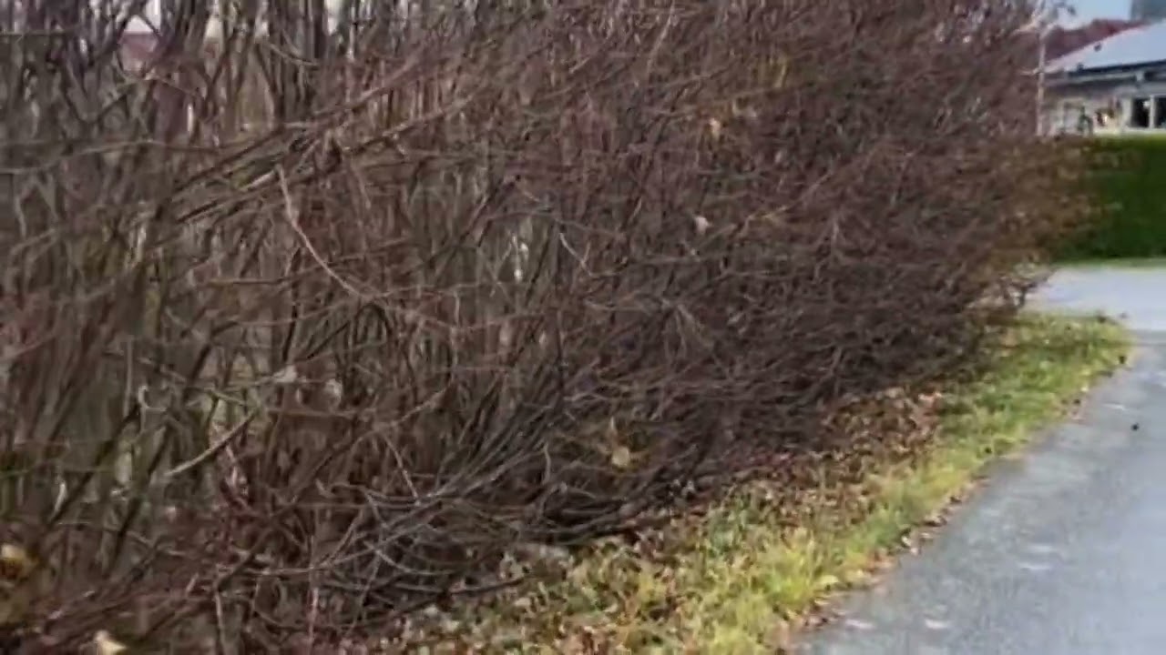 Norwegian lifestyle and wooden houses 