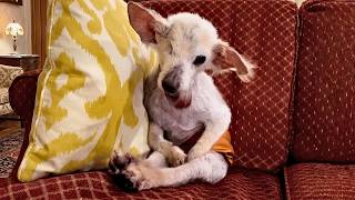 Nobody Wanted This One-Eyed Senior Dog… Until One Family Saw His True Heart