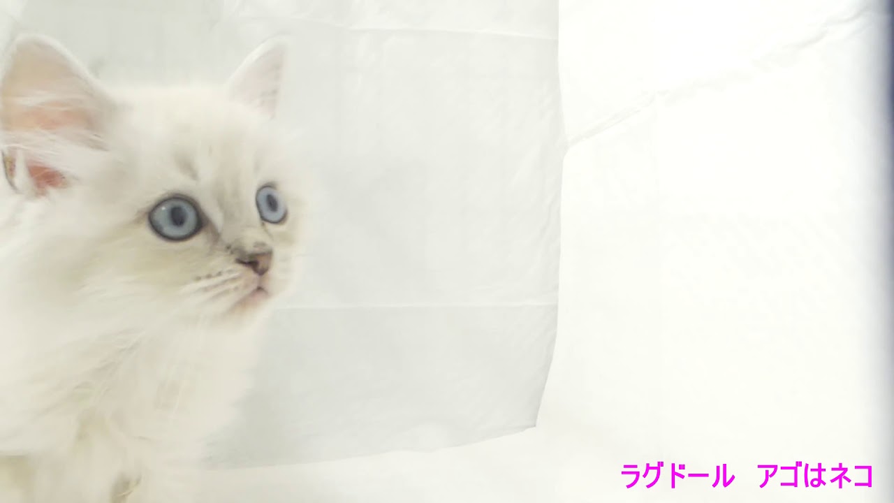 ラグドール \u2013 アゴネコ専門店(公式)通常の子猫販売・里親ネコ