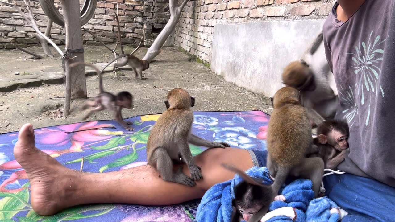 7 monkeys team when I unite to gather