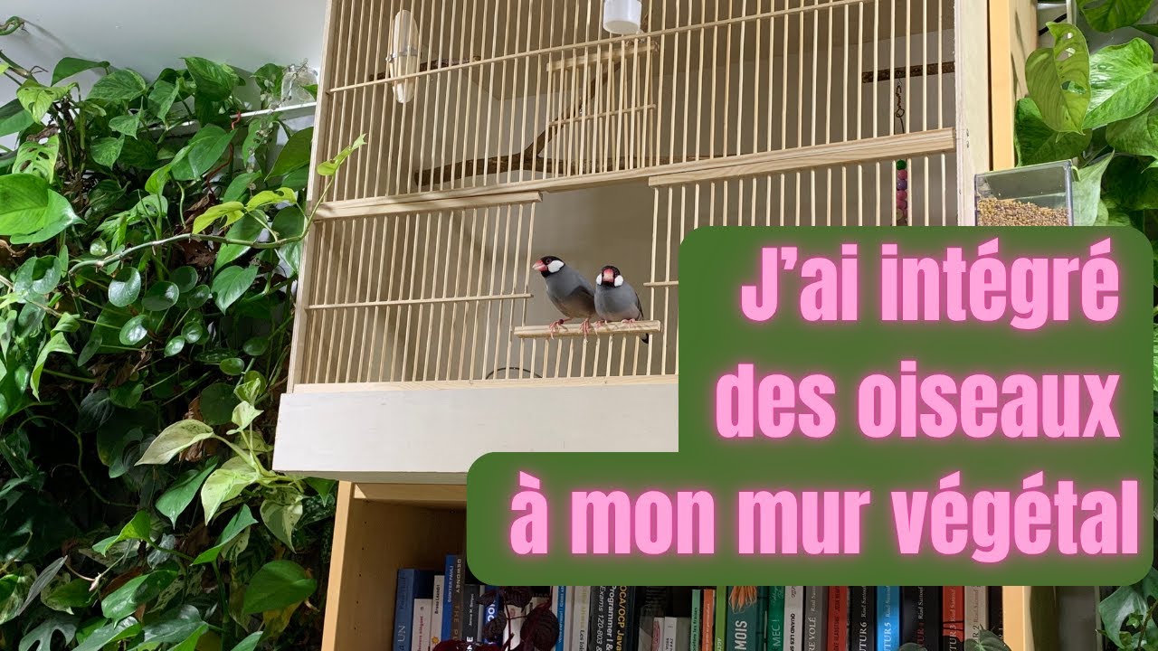 J’ai adopté deux Padda de Java dans Mon Studio Créatif 🐦🌿 Cage Sur-Mesure DIY intégré au mur Végétal