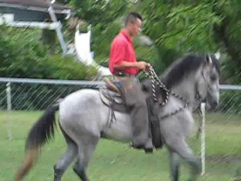 PASO FINO FOR SALE - YouTube