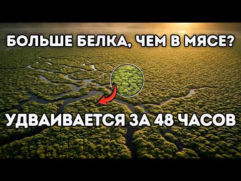 Больше белка, чем мяса? Растение, которое растет за 48 часов и почти никто не знает