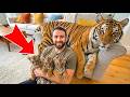 Ich Rettete Einen Sterbenden Tiger Und Dann Brachte Er Seine Ganze Familie Mit Nach Hause Diese