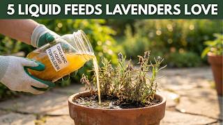 Even Dead Lavender Comes Back to Life! 5 Natural Fertilizers That Work Instantly screenshot 5