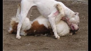 Pitbull and Street Dog Fight