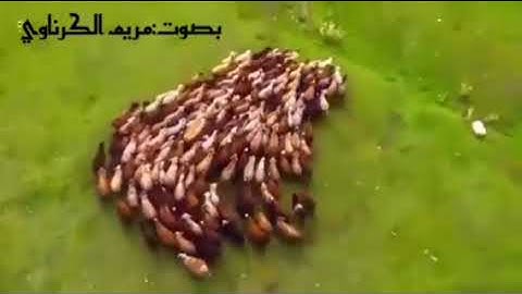 تلاوة عطرة بصوت مريم الكرناوي