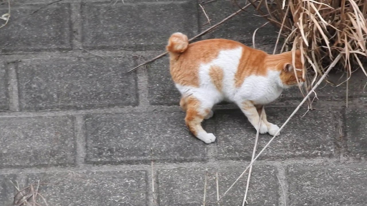 Predatory behavior of cats　猫の捕食の仕草　DSCN4736