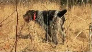 Dogs 101: Korthals Griffon by JDACanimalblog 127,622 views 14 years ago 3 minutes, 49 seconds