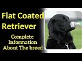 Flat Coated Retriever. Pros and Cons, Price, How to choose, Facts, Care, History