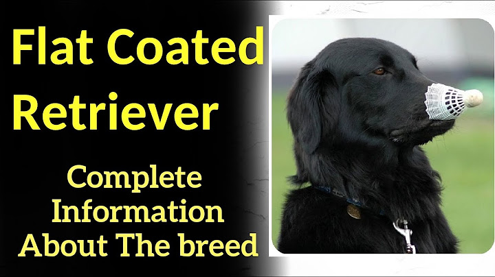 Flat-coated retriever puppies for sale florida