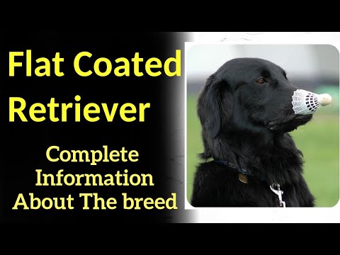 Flat Coated Retriever. Pros and Cons, Price, How to choose, Facts, Care, History