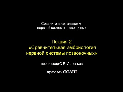 Лекция С.В. Савельева "Эмбриология нервной системы"