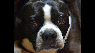 Boston Terrier Freaks Over Laser Pointer