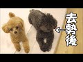 タマタマ喪失で極度の腰フリ癖はどうなった？結果がこちら