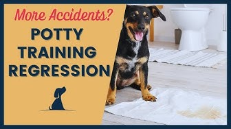 puppy potty training regression 12 weeks