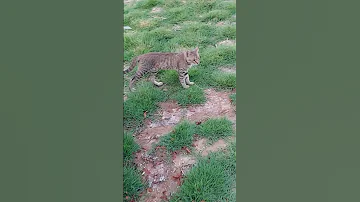 Tiktok Tiktokvideo Catlovers Youtubeshorts Shortsfeed Cat 