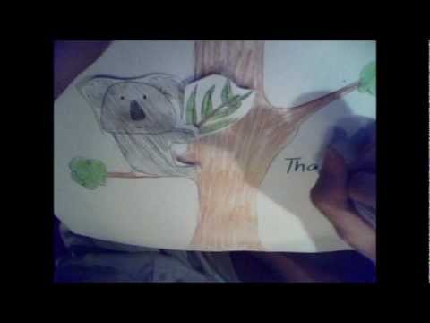 Koala's Digestive System - YouTube