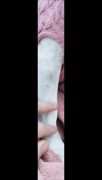 Sussurro di Serenità ✨ #pets #doglover #dog #jackrussell #jackrussellterrier