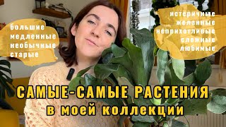 картинка: Топ-20 самых-самых растений в моей коллекции - выбираю под интересные критерии🤗
