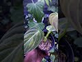 Melano varigata#plants #garden #green #nature #housplants #tanamahias#orchids#aroids #antorium#fyp