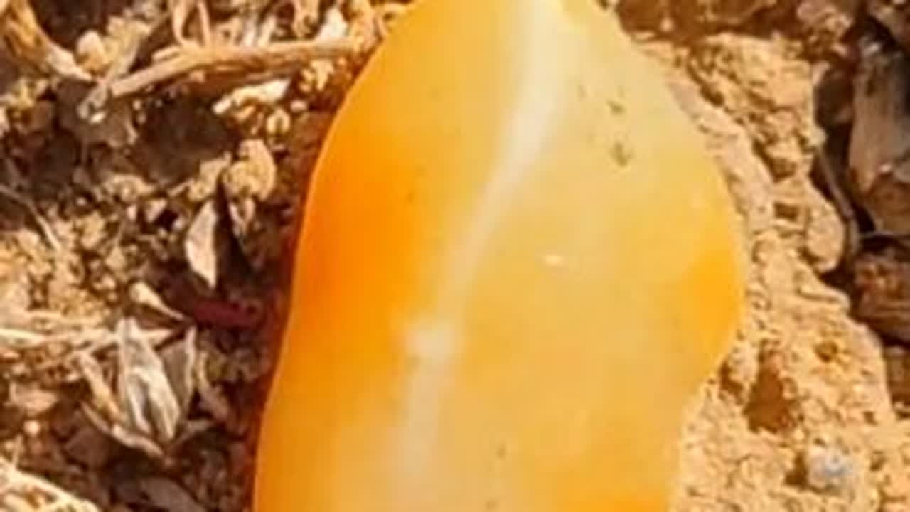 在沙尘暴来临之际捡石头太刺激了，大风把我吹懵了#捡石头 #户外捡石 #沙漠漆 #黄蜡石 #金丝玉 #玉石 #戈壁草原 #寻宝 #沙尘暴 #捡玉石