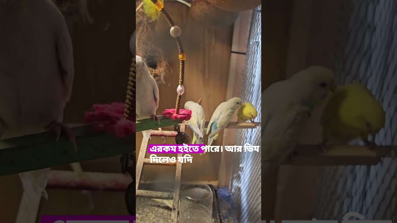 বাজরিগার পাখির কলোনি