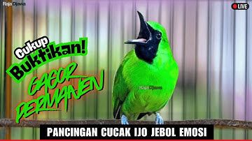 PANCINGAN CUCAK IJO GACOR BUKA PARUH BIKIN LAWAN CEPAT ON LANGSUNG EMOSI BISA JAMTROK