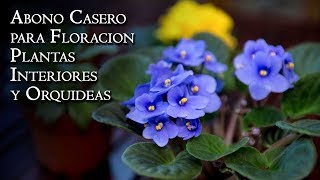 Abono Casero para Floracion Plantas Interiores y Orquideas
