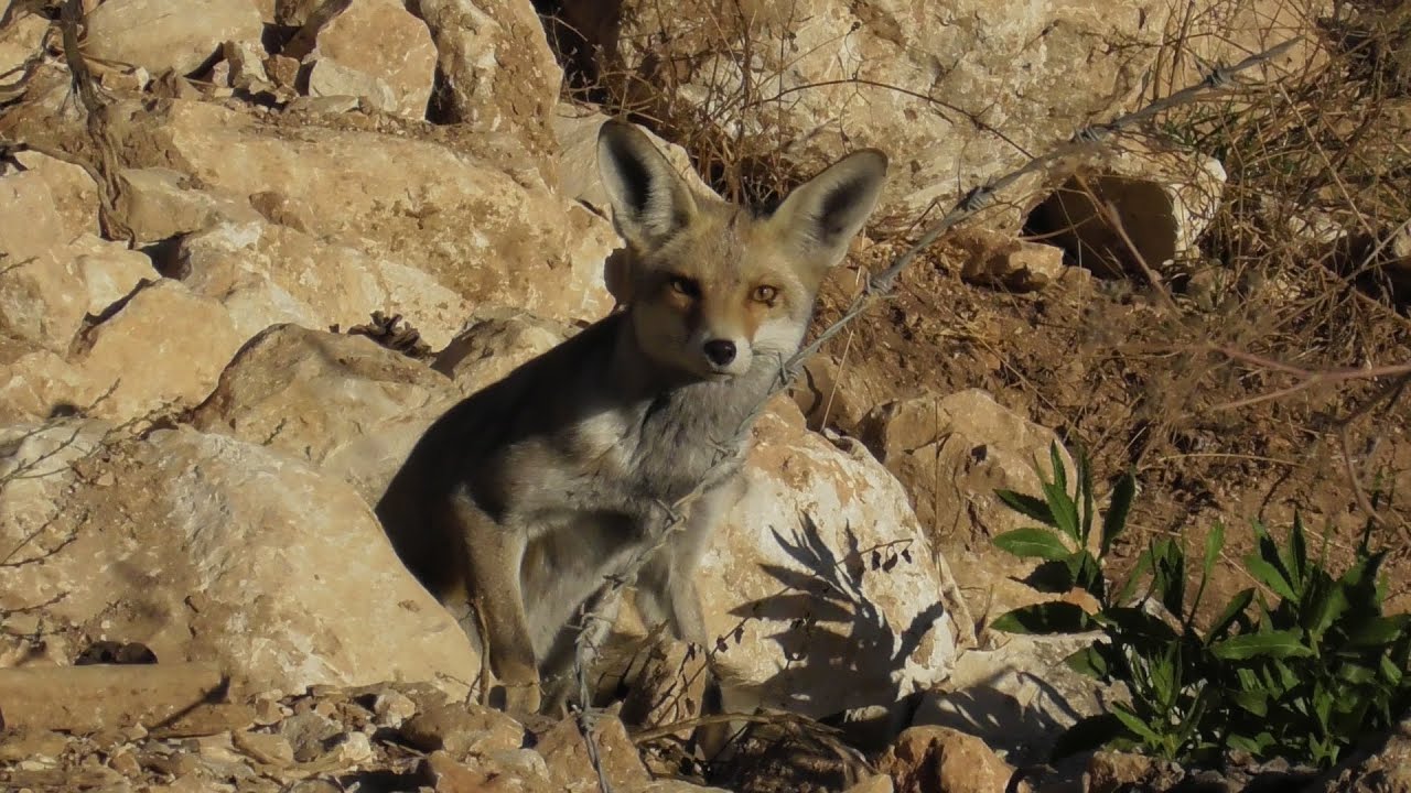Утренне- вечерняя прогулка. Дикие животные. Полная Луна