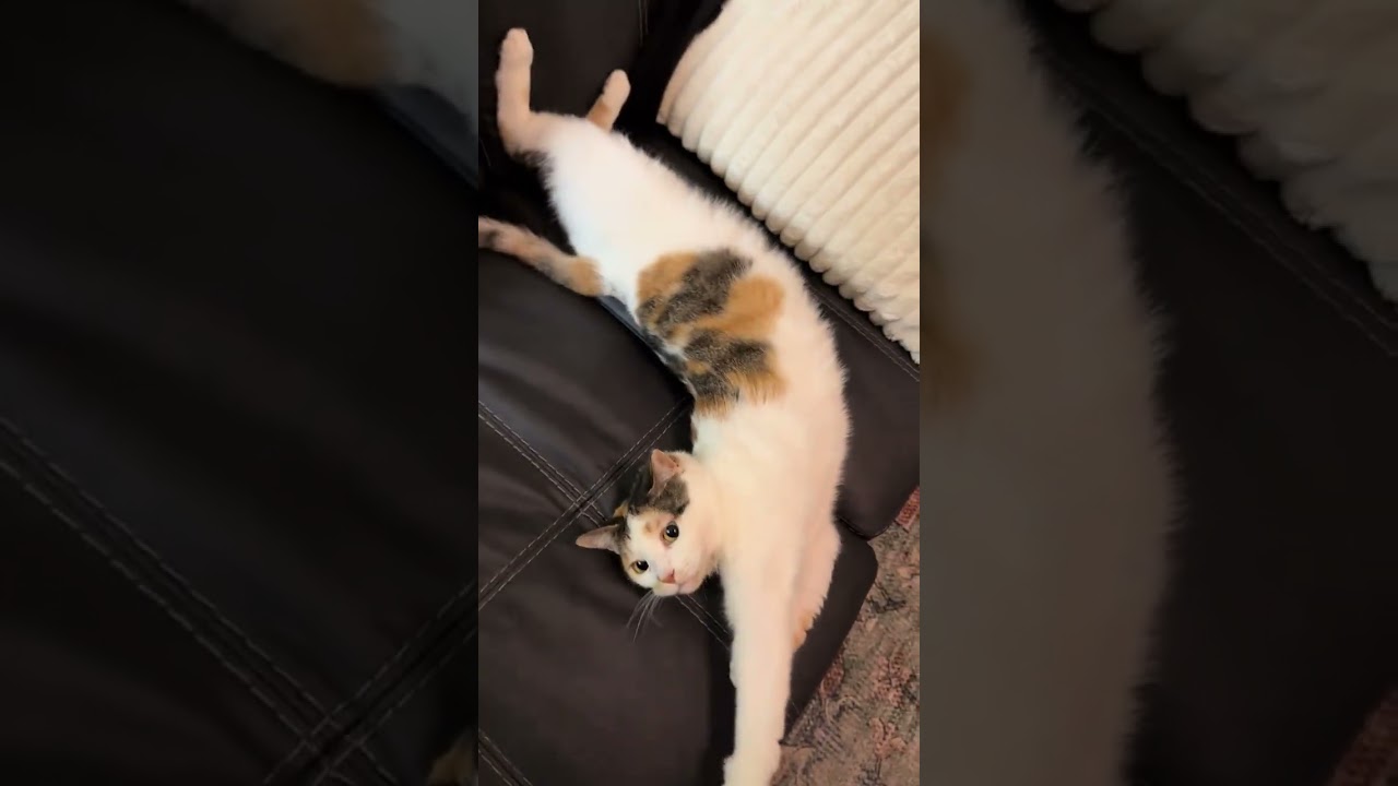 @talicatz: ЗЕЛЬДА 😽 