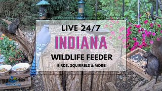 🍃*LIVE* Birds, Unique Squirrels & Wildlife Feeder Cam